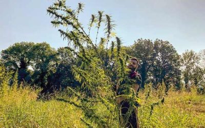 Le Réveil du Midi : Le chanvre cévenol lance son «cannabis bien-être» bio