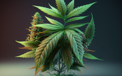 Qu&rsquo;est-ce que le CBD ?