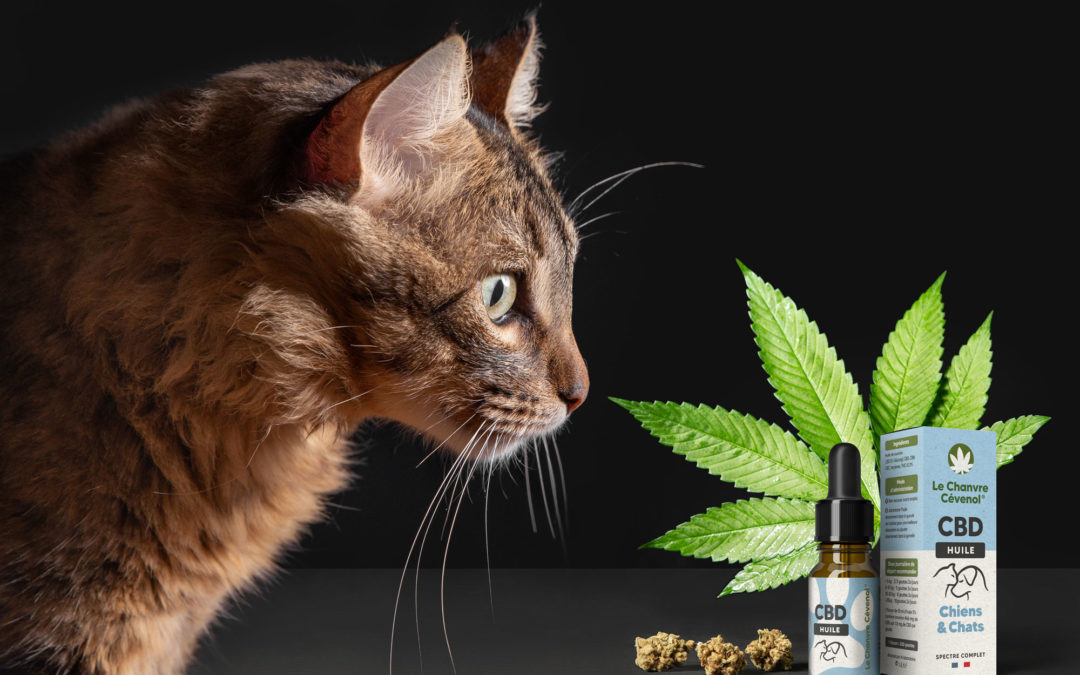 Le CBD et les animaux