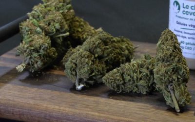 ViaOccitanie : La vente de fleur et feuille de CBD autorisée par le Conseil d&rsquo;Etat