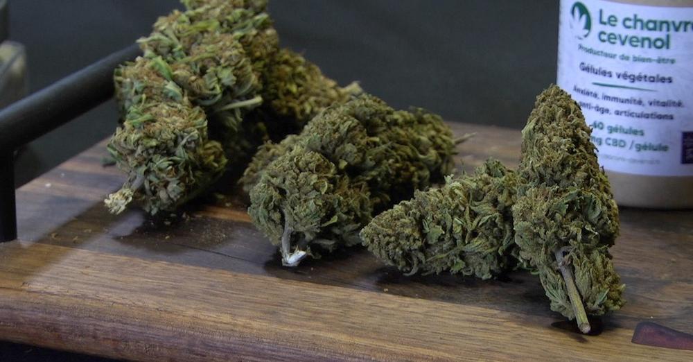 ViaOccitanie : La vente de fleur et feuille de CBD autorisée par le Conseil d&rsquo;Etat