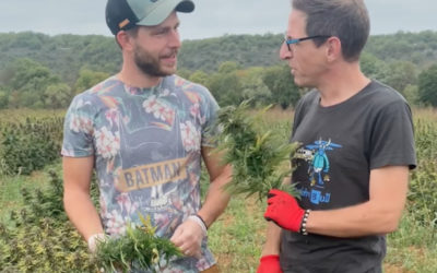 Le Réveil du Midi : Récolte du CBD , au Chanvre Cévenol, tous au champ !