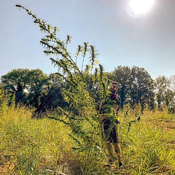 Le Réveil du Midi : Le chanvre cévenol lance son «cannabis bien-être» bio