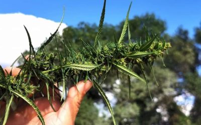 Objectif Gard : Le cannabis « bien-être » : un business familial florissant au pied des Cévennes