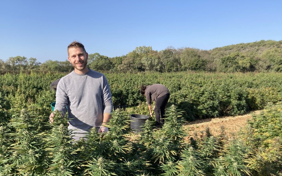 Objectif Gard : La fleur de CBD définitivement autorisée, Le Chanvre Cévenol « soulagé »