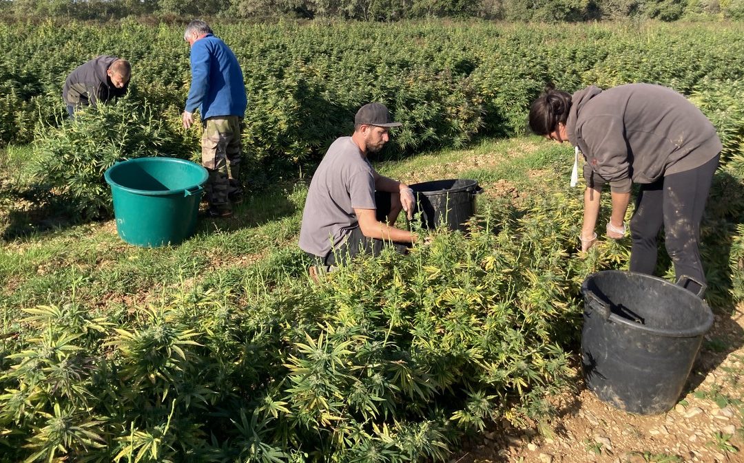 Objectif Gard : La récolte de fleurs de CBD bat son plein au Chanvre Cévenol