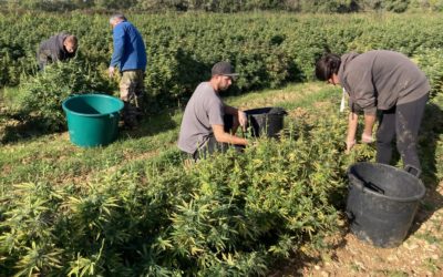 Objectif Gard : La récolte de fleurs de CBD bat son plein au Chanvre Cévenol