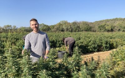 Objectif Gard : La fleur de CBD définitivement autorisée, Le Chanvre Cévenol « soulagé »