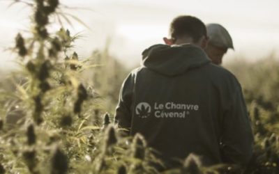 La Tribune : Comment Le Chanvre Cévenol veut gagner du terrain sur le segment du CBD