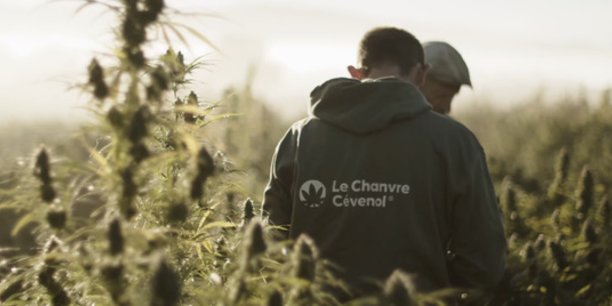 La Tribune : Comment Le Chanvre Cévenol veut gagner du terrain sur le segment du CBD