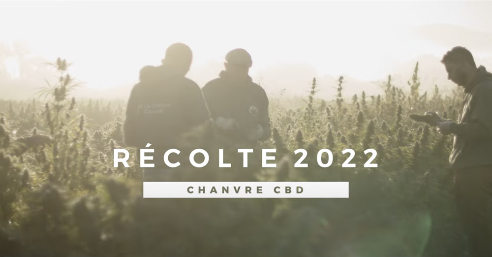 [VIDÉO] Revivez la récolte 2022 du Chanvre Cévenol en images